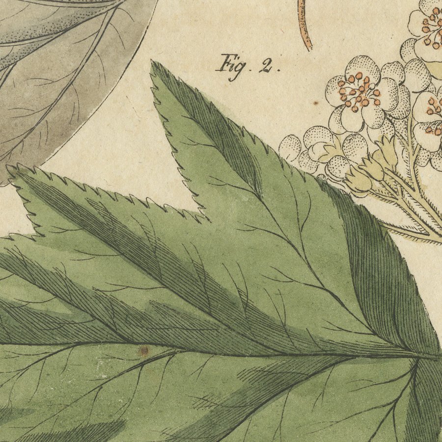 Whitebeam and Wild Service Tree in Blossom, Antique Bertuch Print, circa 1815, view 7