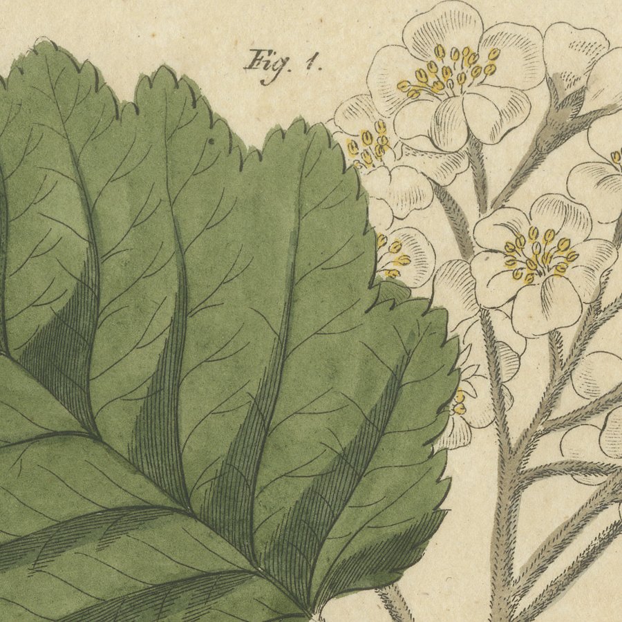 Whitebeam and Wild Service Tree in Blossom, Antique Bertuch Print, circa 1815, view 8