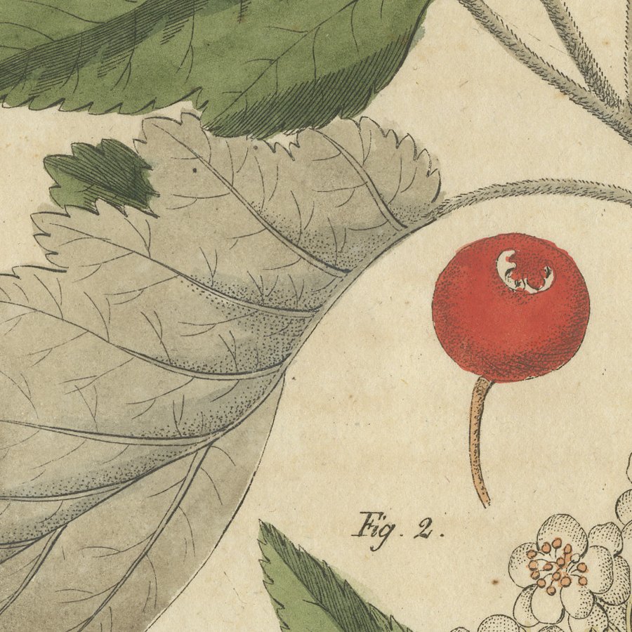 Whitebeam and Wild Service Tree in Blossom, Antique Bertuch Print, circa 1815, view 9