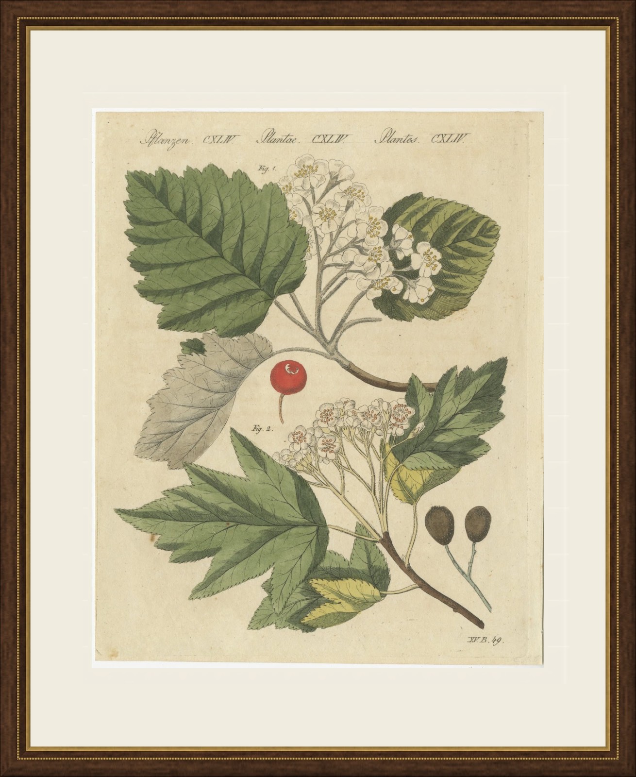 Whitebeam and Wild Service Tree in Blossom, Antique Bertuch Print, circa 1815, view 2