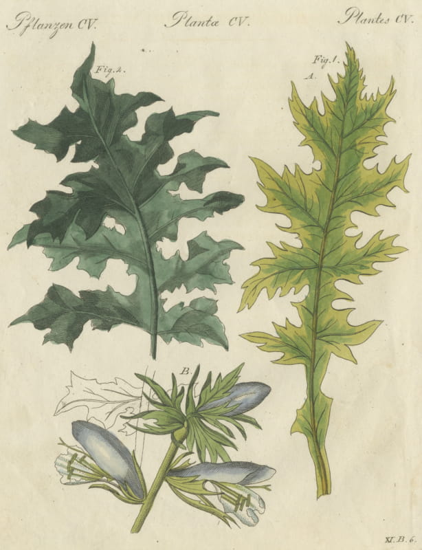 Acanthus Leaves, Classical Ornament Plant, Antique Bertuch Print, circa 1810