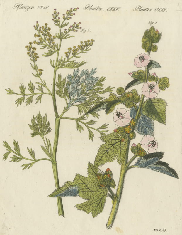 Marshmallow and Wormwood Medicinal Herbs, Antique Bertuch Print, circa 1812