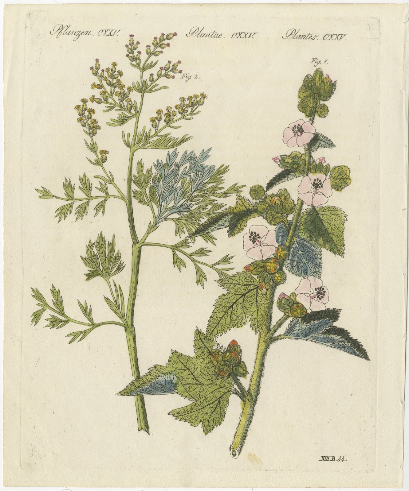 Marshmallow and Wormwood Medicinal Herbs, Antique Bertuch Print, circa 1812