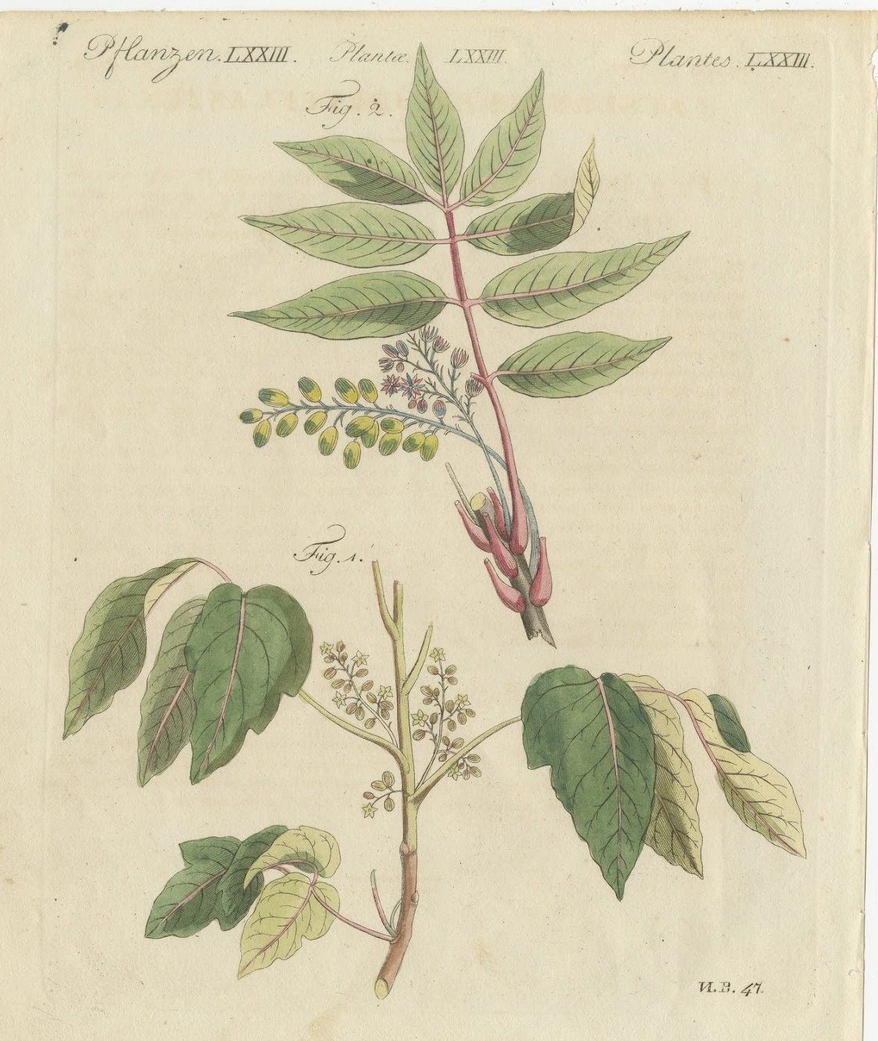 Poison Ivy and Poison Sumac, Antique Bertuch Print, circa 1805