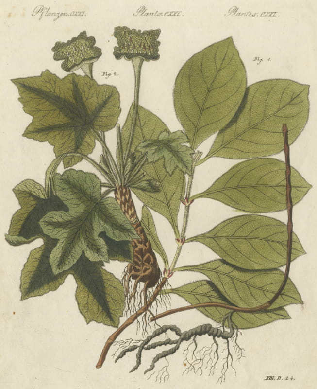 Ipecacuanha and Contrayerva Medicinal Roots, Antique Bertuch Print, circa 1812