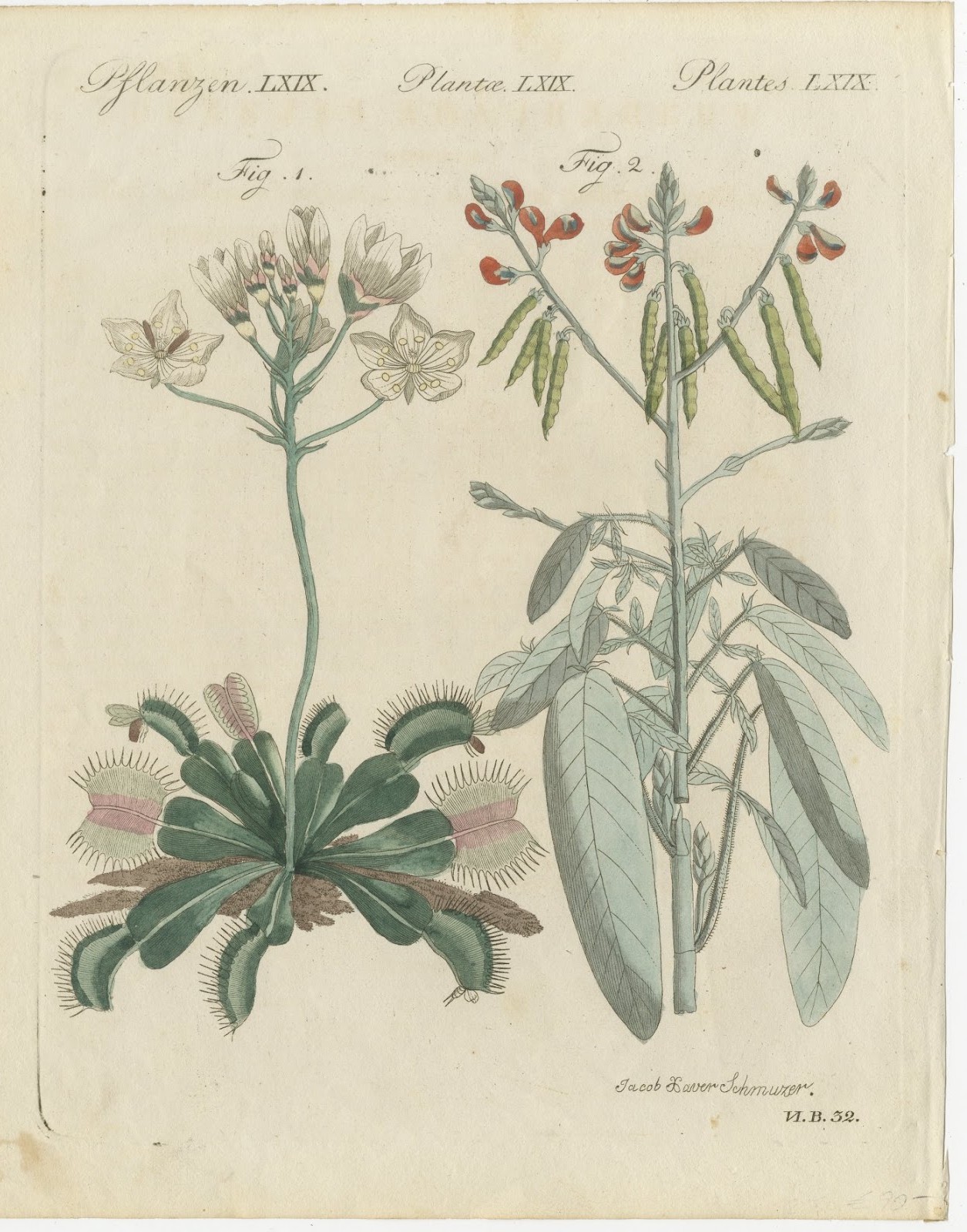 Venus Flytrap Carnivorous Plant, Antique Bertuch Print, circa 1805