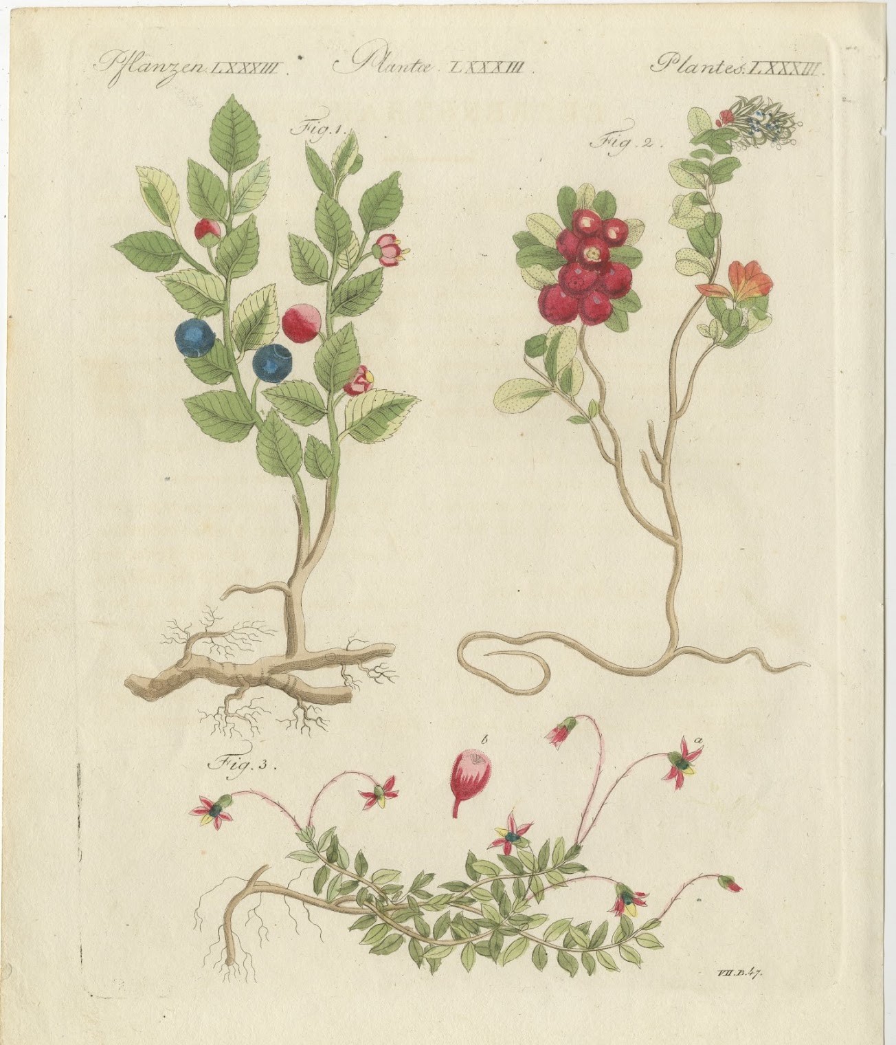 Bilberry, Lingonberry and Cranberry, Antique Bertuch Print, circa 1805