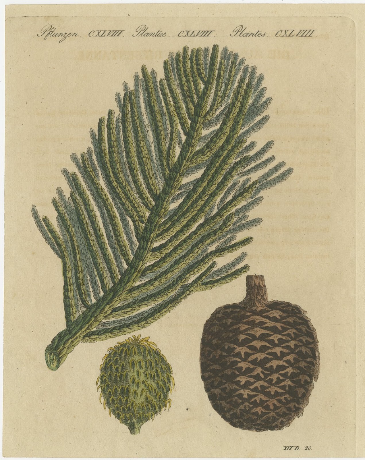 Norfolk Island Pine Branch and Cone, Antique Bertuch Print, circa 1815