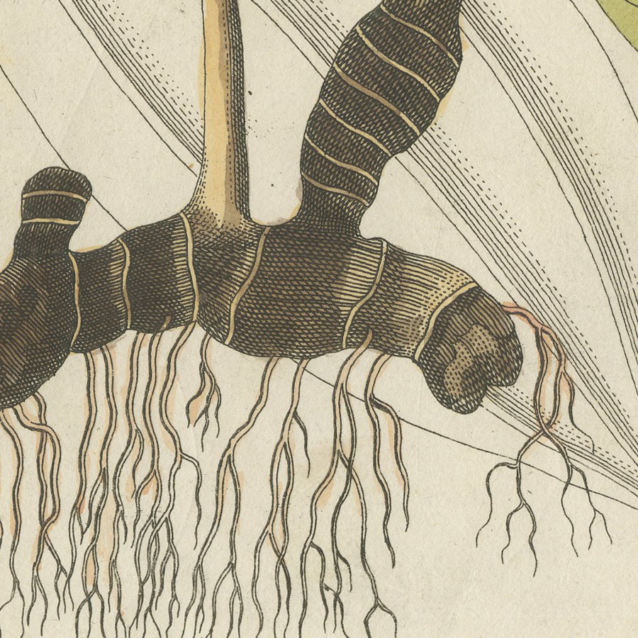 Cassia Cinnamon and Galangal Spices, Antique Bertuch Print, circa 1805, view 4