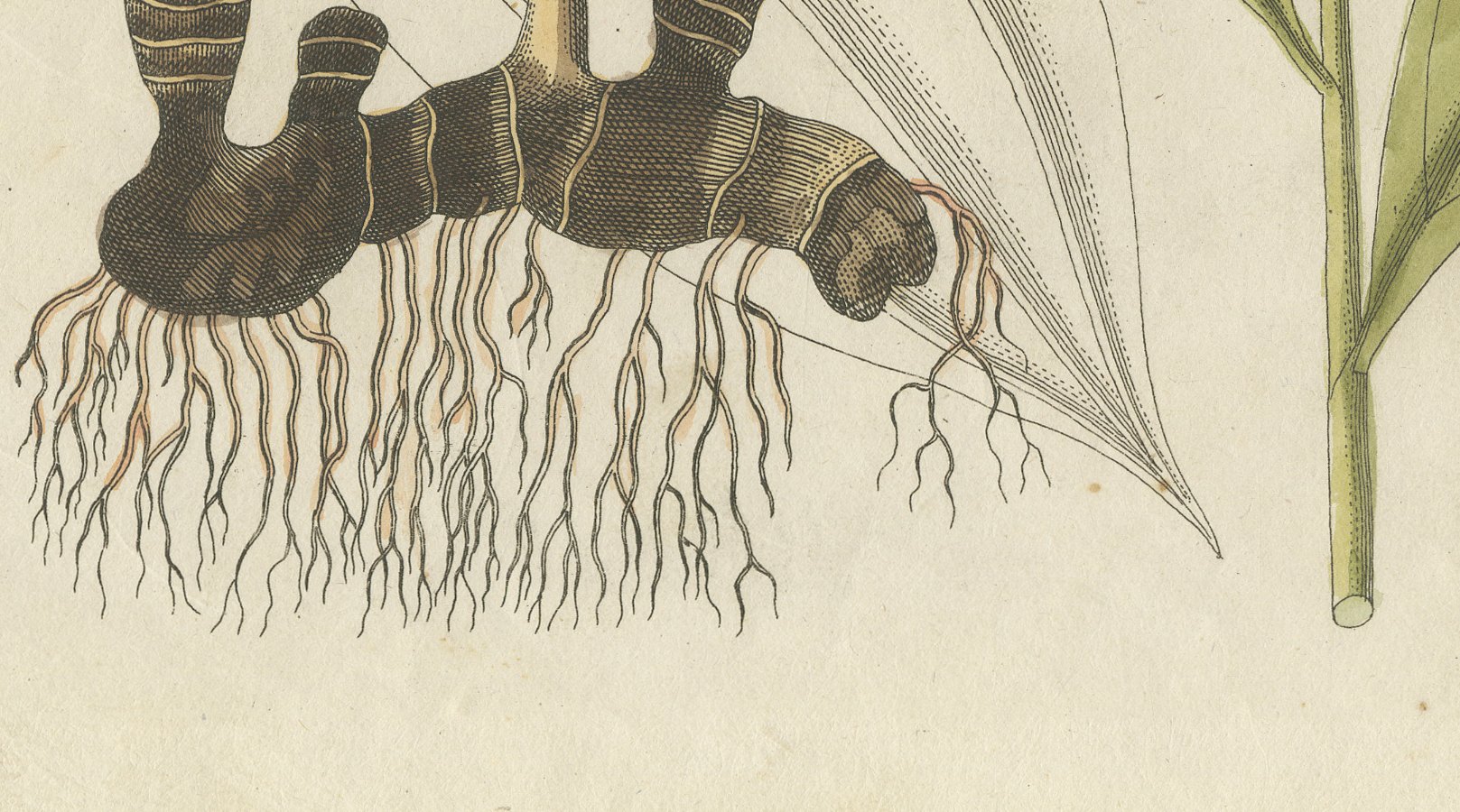 Cassia Cinnamon and Galangal Spices, Antique Bertuch Print, circa 1805, view 5