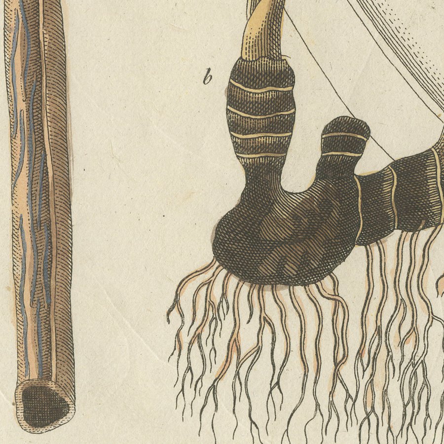 Cassia Cinnamon and Galangal Spices, Antique Bertuch Print, circa 1805, view 6