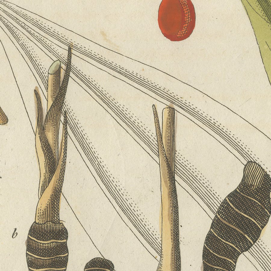 Cassia Cinnamon and Galangal Spices, Antique Bertuch Print, circa 1805, view 7