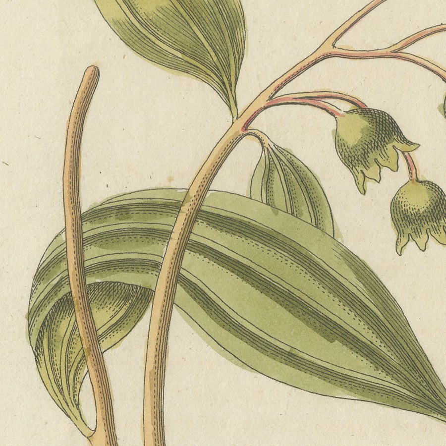 Cassia Cinnamon and Galangal Spices, Antique Bertuch Print, circa 1805, view 8
