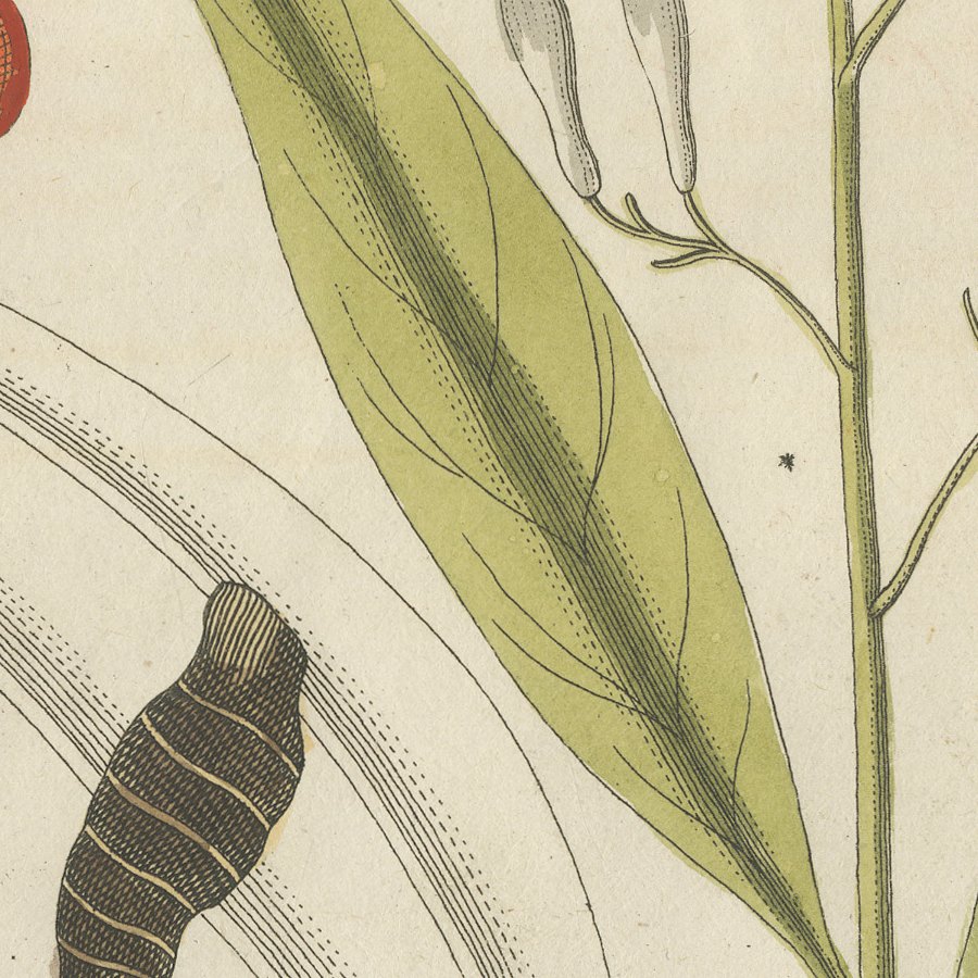 Cassia Cinnamon and Galangal Spices, Antique Bertuch Print, circa 1805, view 9
