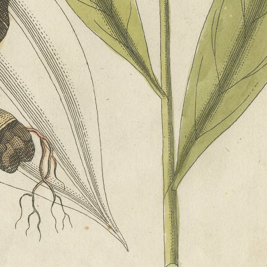 Cassia Cinnamon and Galangal Spices, Antique Bertuch Print, circa 1805, view 10