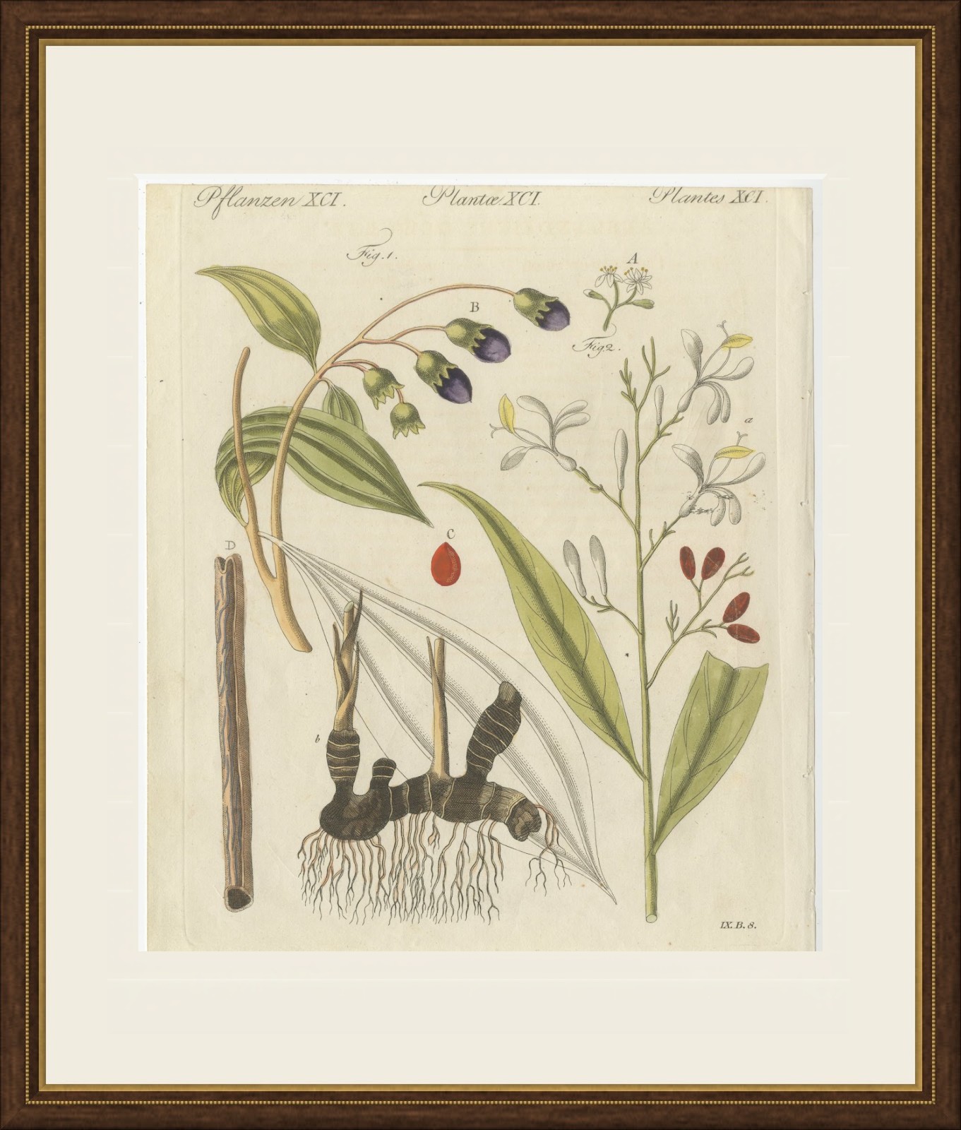 Cassia Cinnamon and Galangal Spices, Antique Bertuch Print, circa 1805, view 2