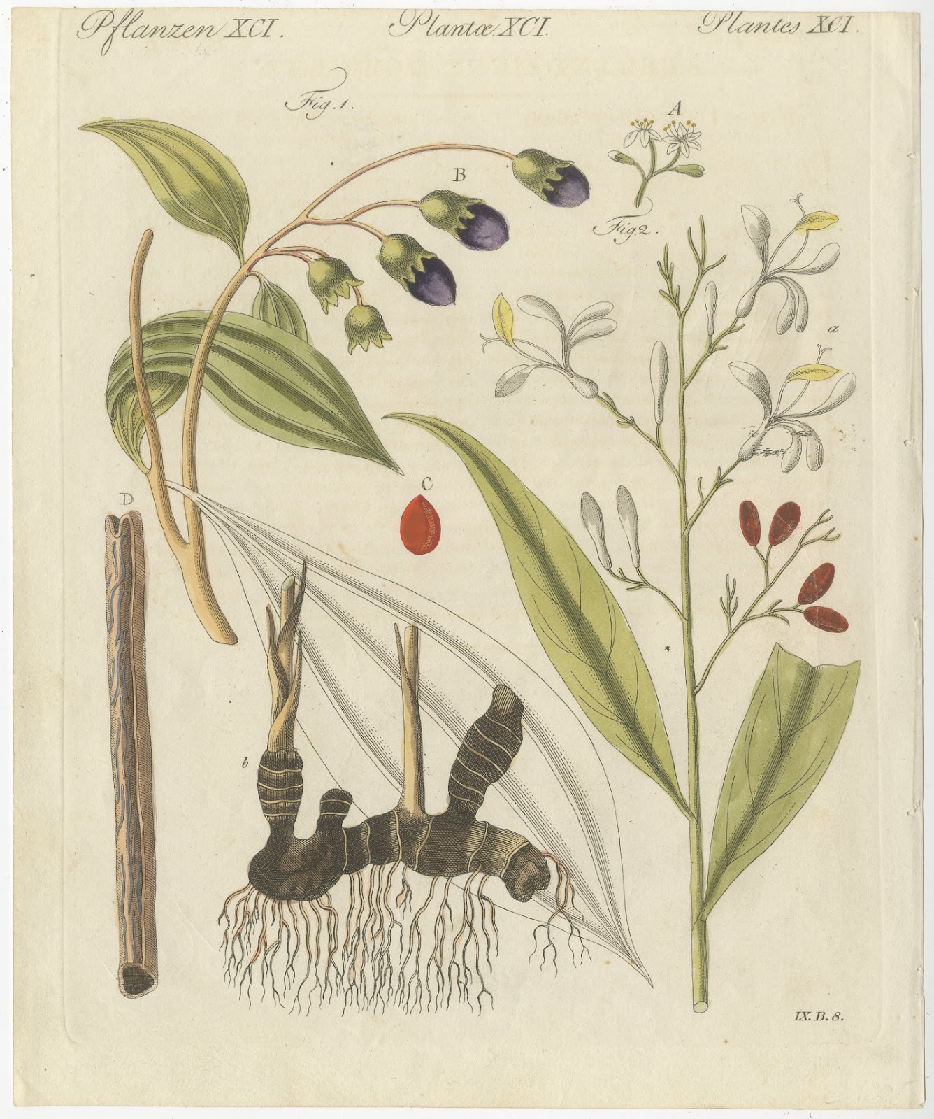 Cassia Cinnamon and Galangal Spices, Antique Bertuch Print, circa 1805, view 3