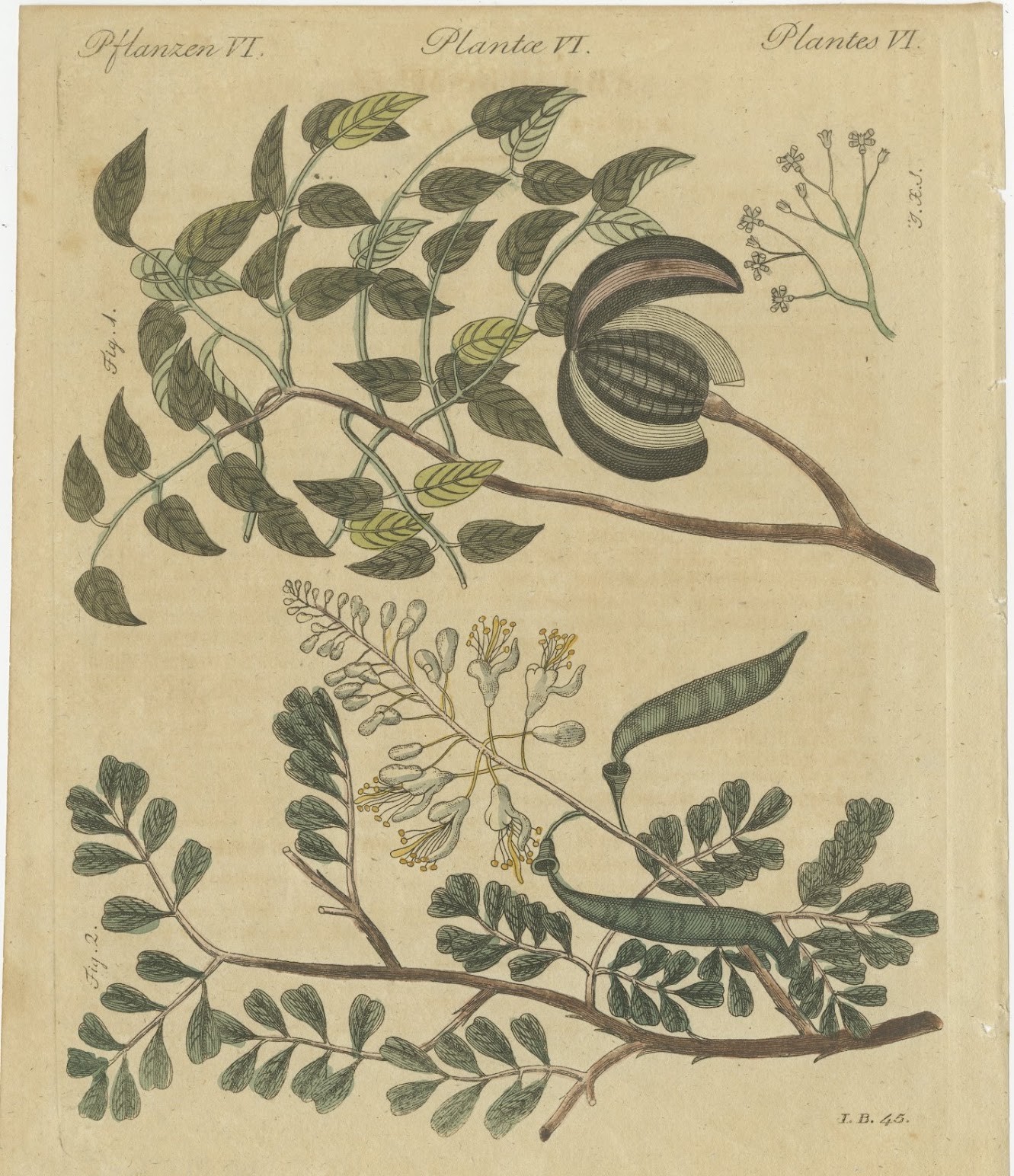 Mahogany Tree and Logwood, Antique Bertuch Print, circa 1805