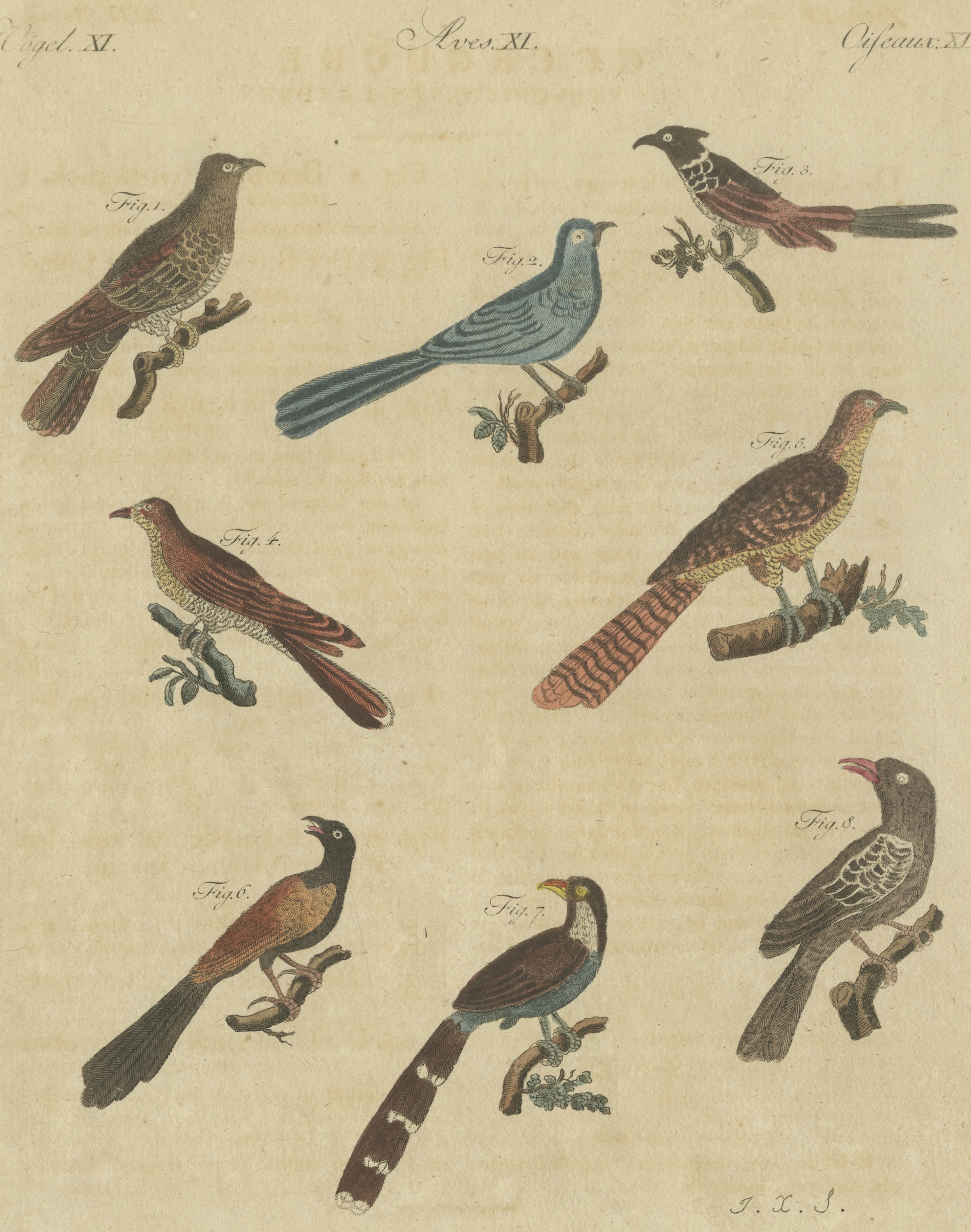 Eight Cuckoos from Around the World, Antique Bertuch Print, circa 1805