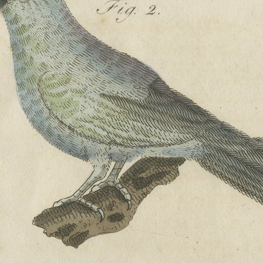 Tanagers and Java Sparrow Songbirds, Antique Bertuch Print, circa 1805, view 3