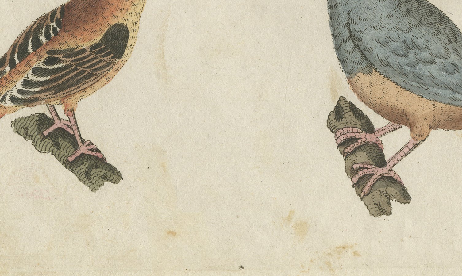 Tanagers and Java Sparrow Songbirds, Antique Bertuch Print, circa 1805, view 4