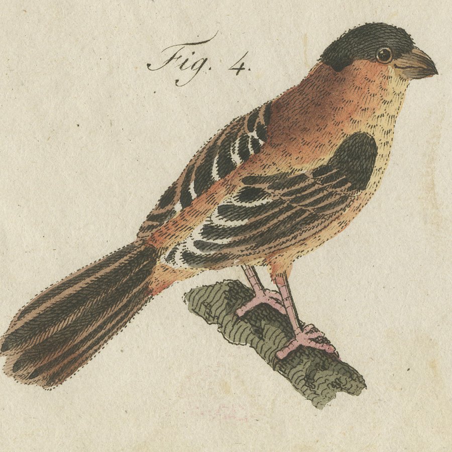 Tanagers and Java Sparrow Songbirds, Antique Bertuch Print, circa 1805, view 5