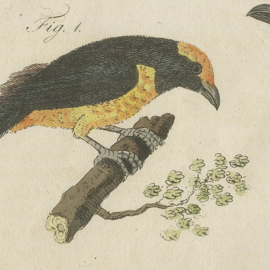 Tanagers and Java Sparrow Songbirds, Antique Bertuch Print, circa 1805, view 6