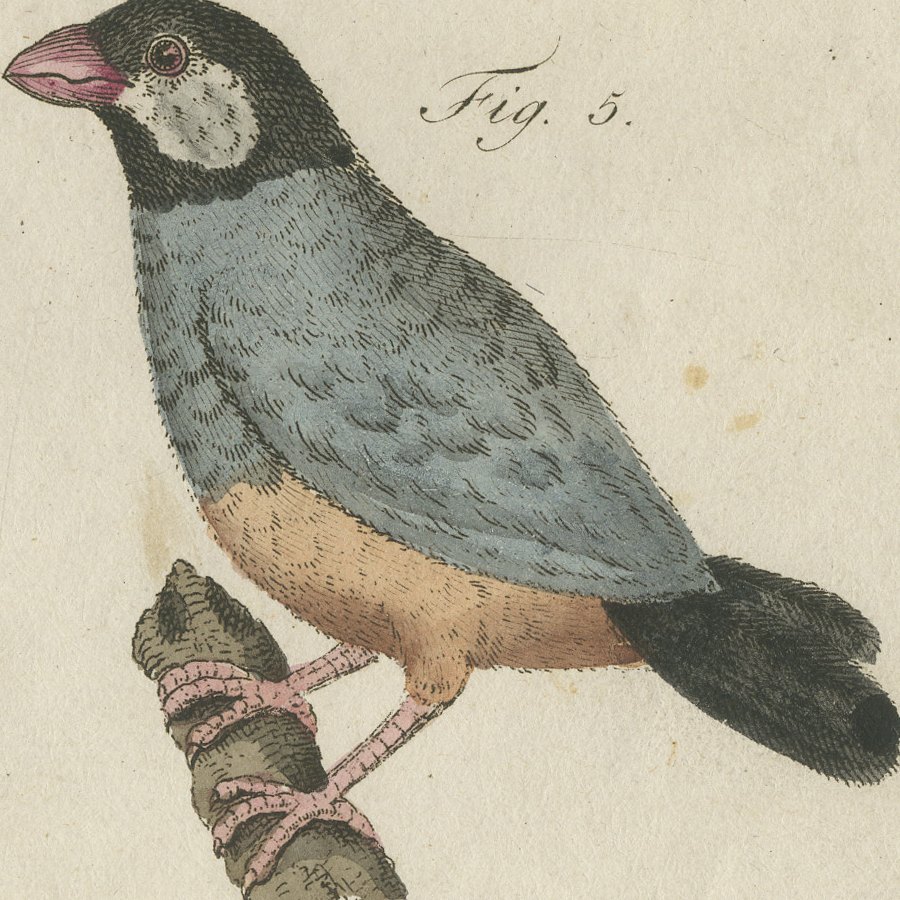 Tanagers and Java Sparrow Songbirds, Antique Bertuch Print, circa 1805, view 7