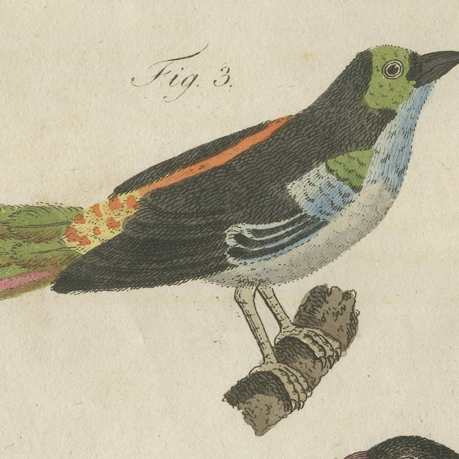 Tanagers and Java Sparrow Songbirds, Antique Bertuch Print, circa 1805, view 8