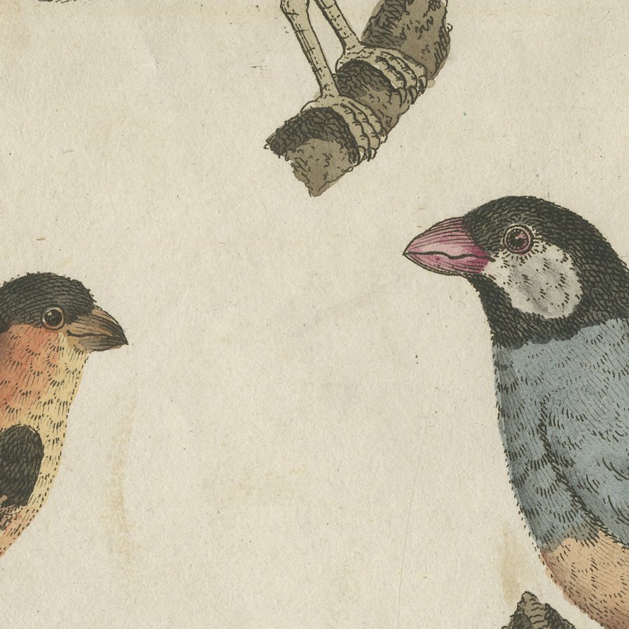 Tanagers and Java Sparrow Songbirds, Antique Bertuch Print, circa 1805, view 9