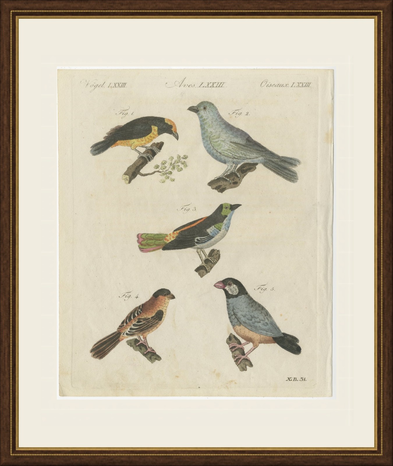 Tanagers and Java Sparrow Songbirds, Antique Bertuch Print, circa 1805, view 2