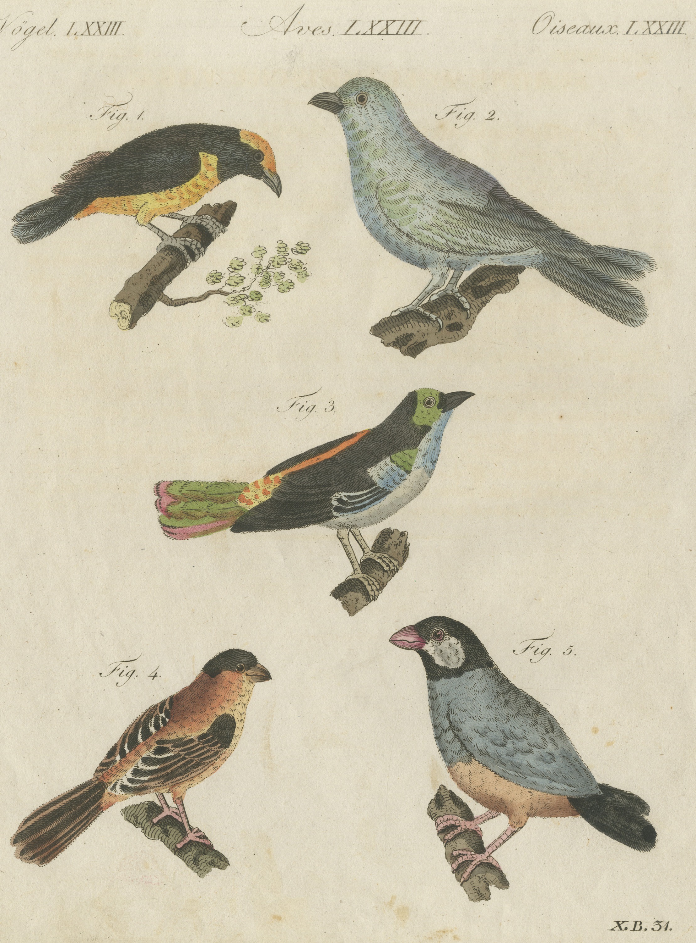 Tanagers and Java Sparrow Songbirds, Antique Bertuch Print, circa 1805