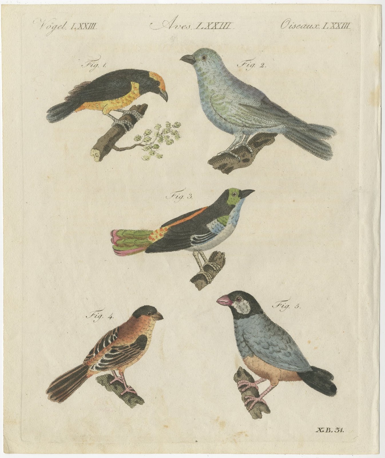 Tanagers and Java Sparrow Songbirds, Antique Bertuch Print, circa 1805