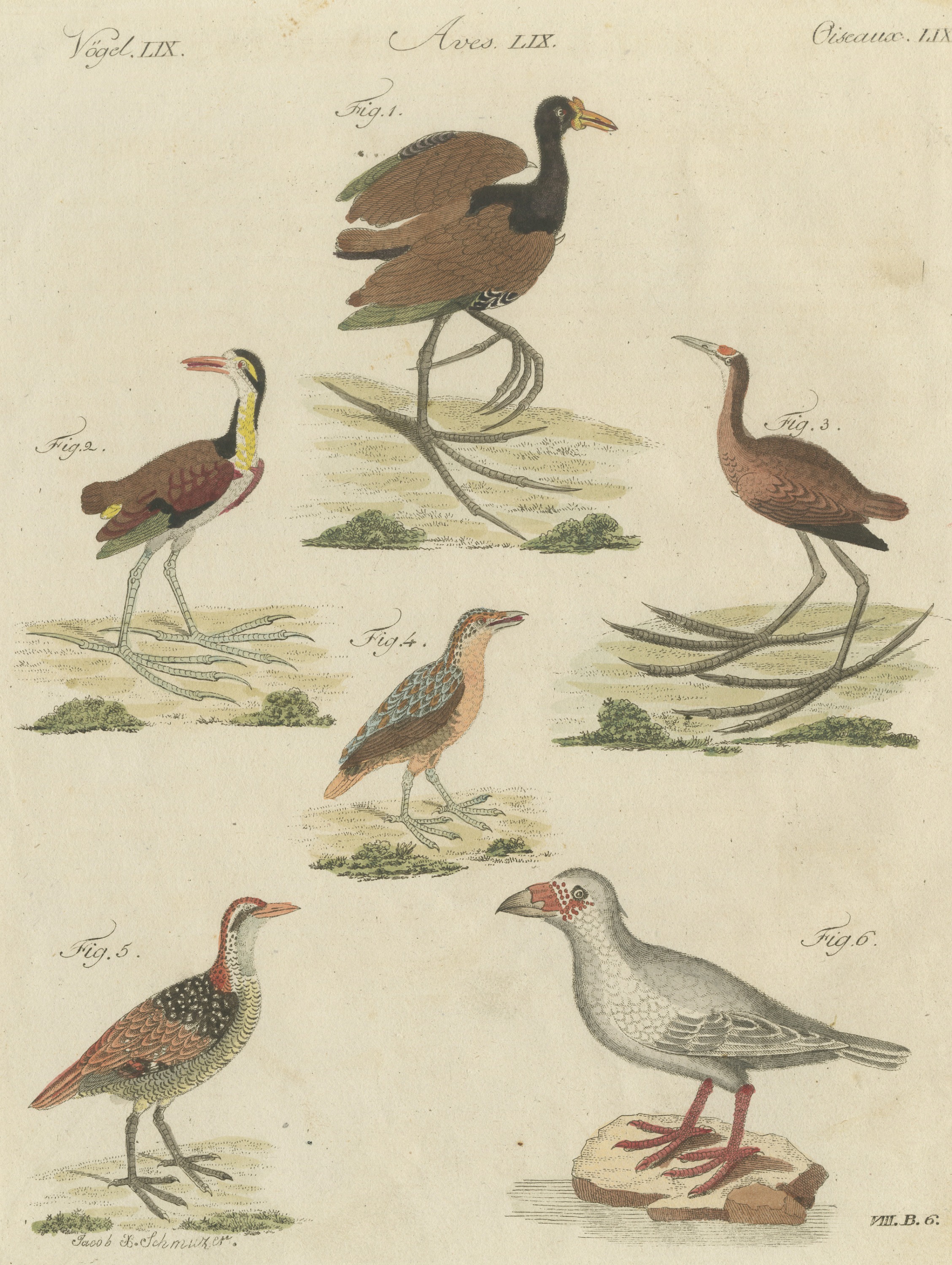Jacanas and Wading Birds with Long Toes, Antique Bertuch Print, circa 1805