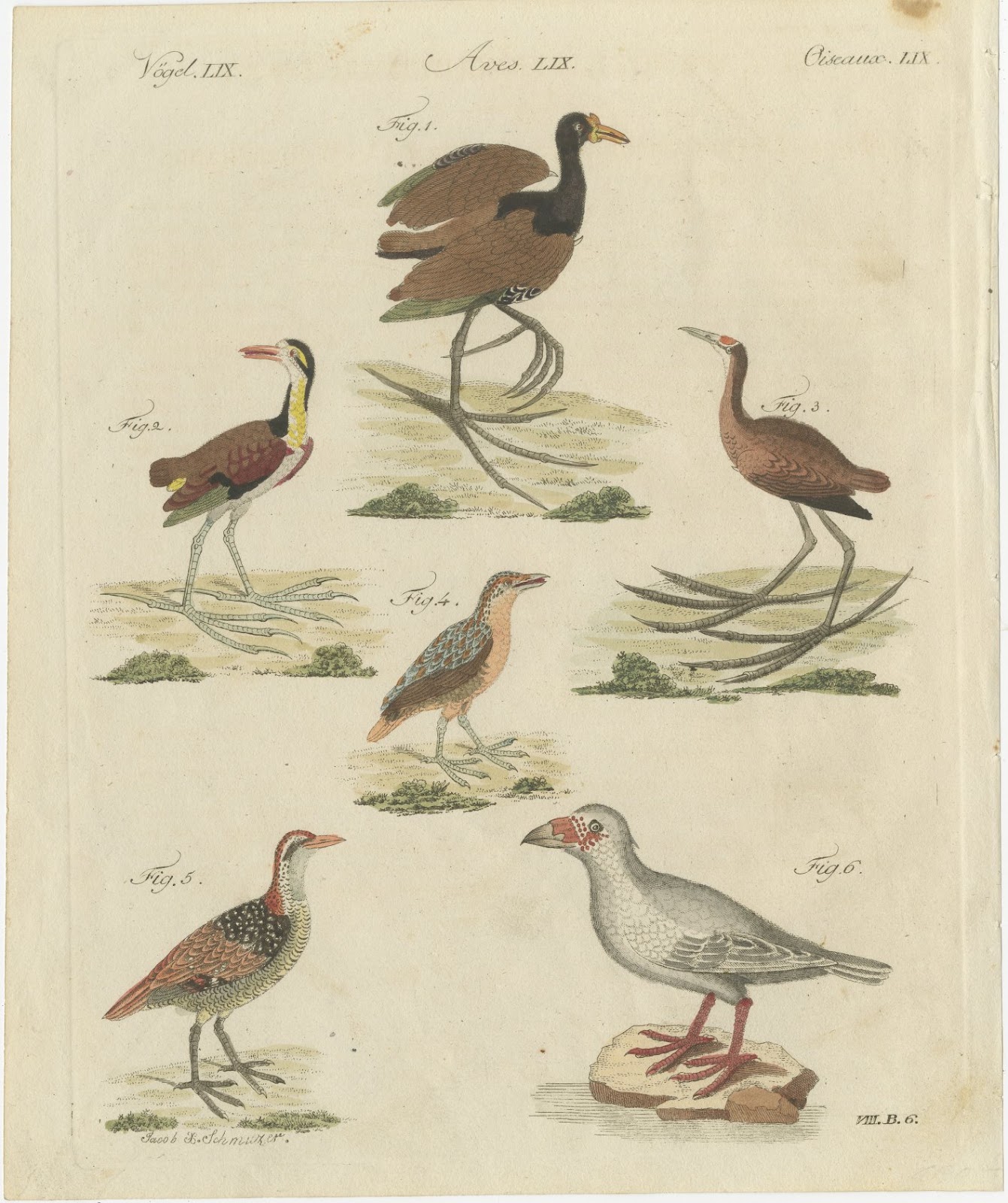 Jacanas and Wading Birds with Long Toes, Antique Bertuch Print, circa 1805