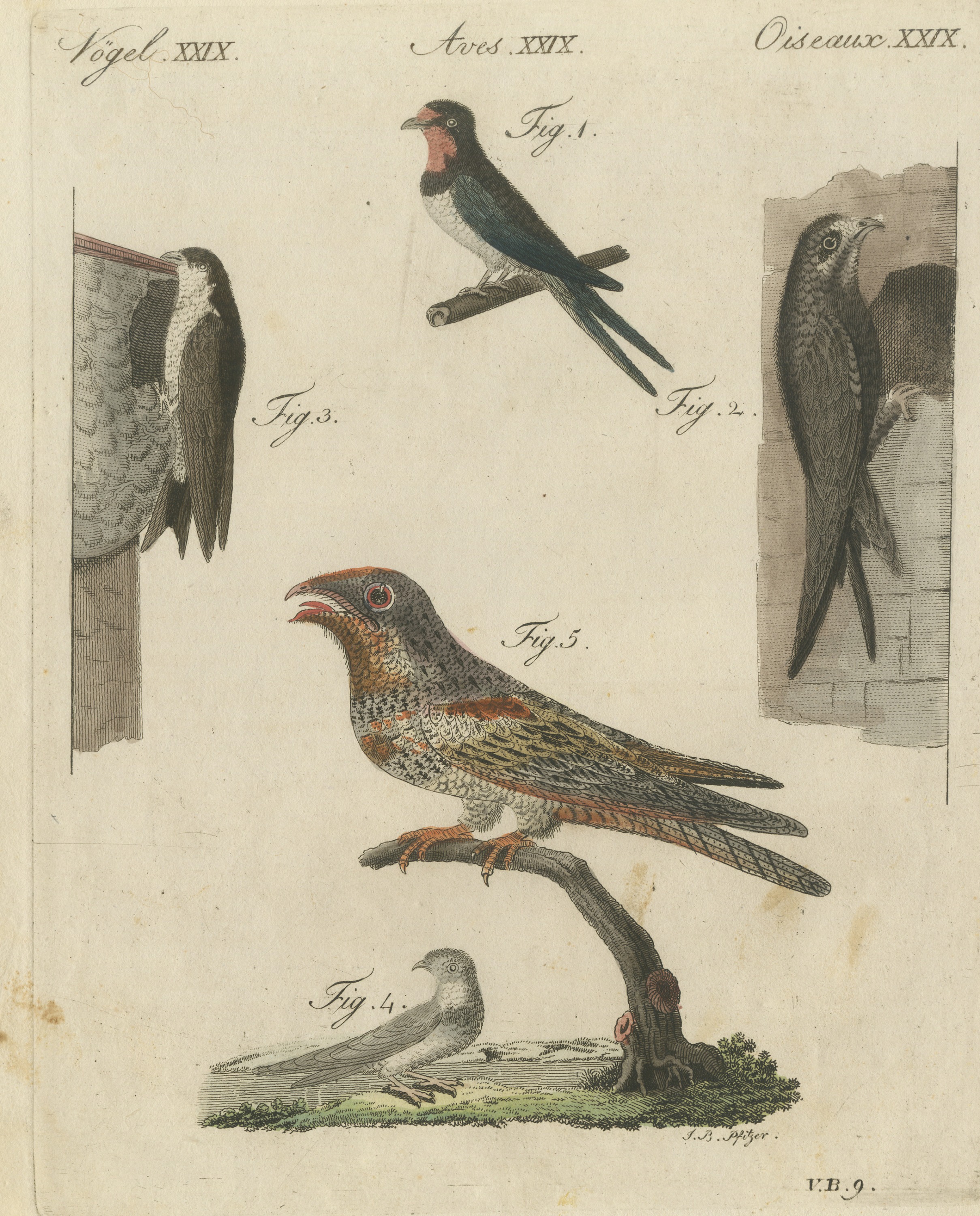 Swallows, Swifts and Nightjar, Antique Bertuch Print, circa 1805