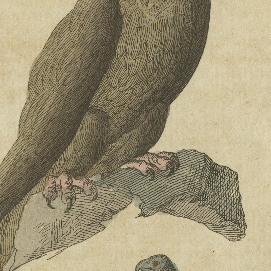 Eagles including the Bald Eagle, Antique Bertuch Print, circa 1805, view 3