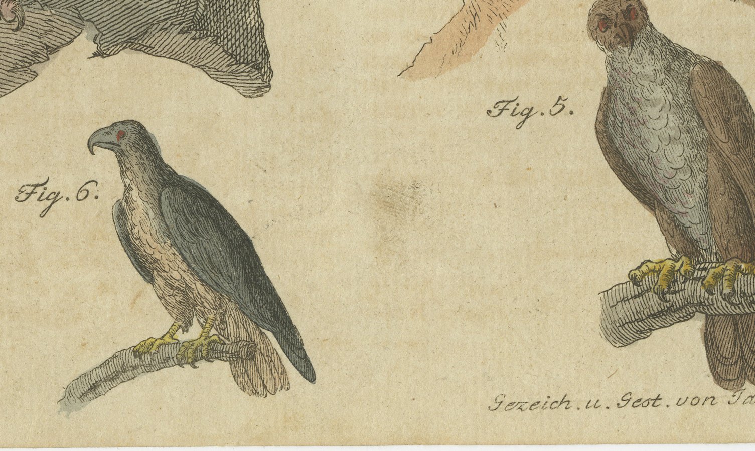 Eagles including the Bald Eagle, Antique Bertuch Print, circa 1805, view 4