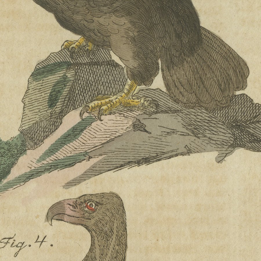 Eagles including the Bald Eagle, Antique Bertuch Print, circa 1805, view 5