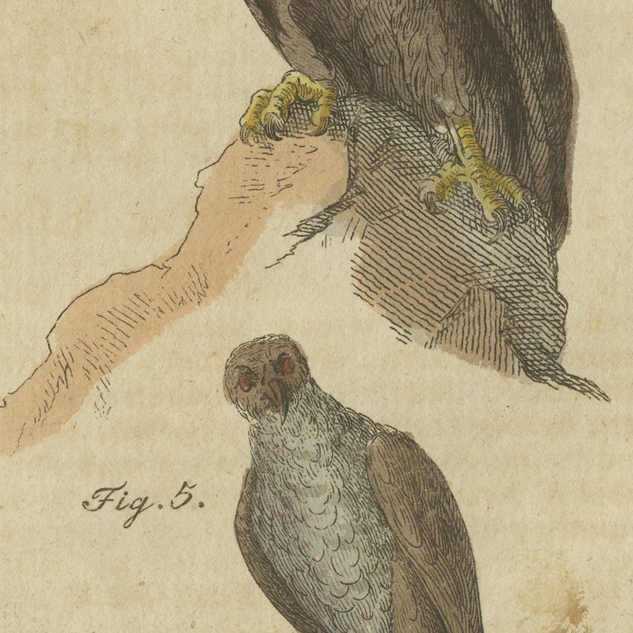 Eagles including the Bald Eagle, Antique Bertuch Print, circa 1805, view 6