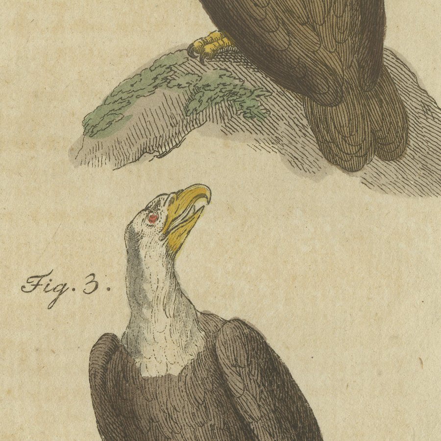Eagles including the Bald Eagle, Antique Bertuch Print, circa 1805, view 7