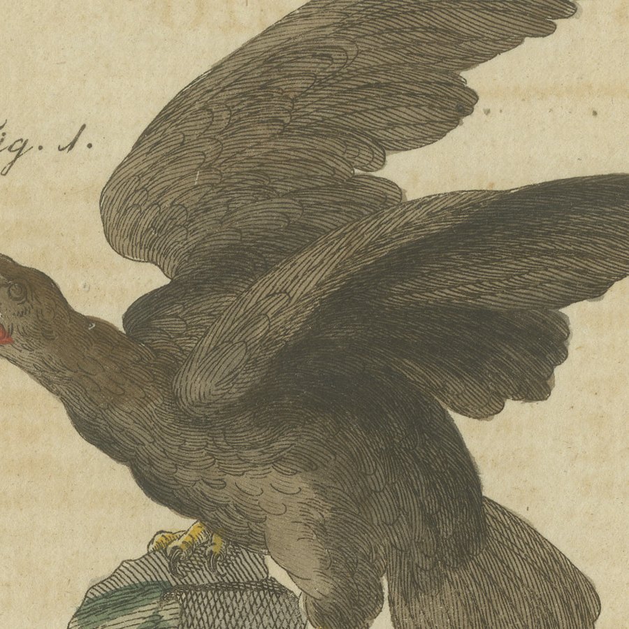 Eagles including the Bald Eagle, Antique Bertuch Print, circa 1805, view 8
