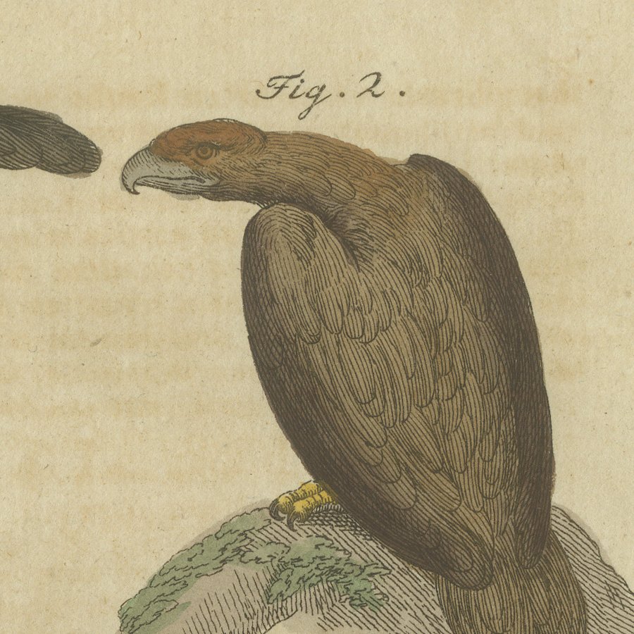 Eagles including the Bald Eagle, Antique Bertuch Print, circa 1805, view 9