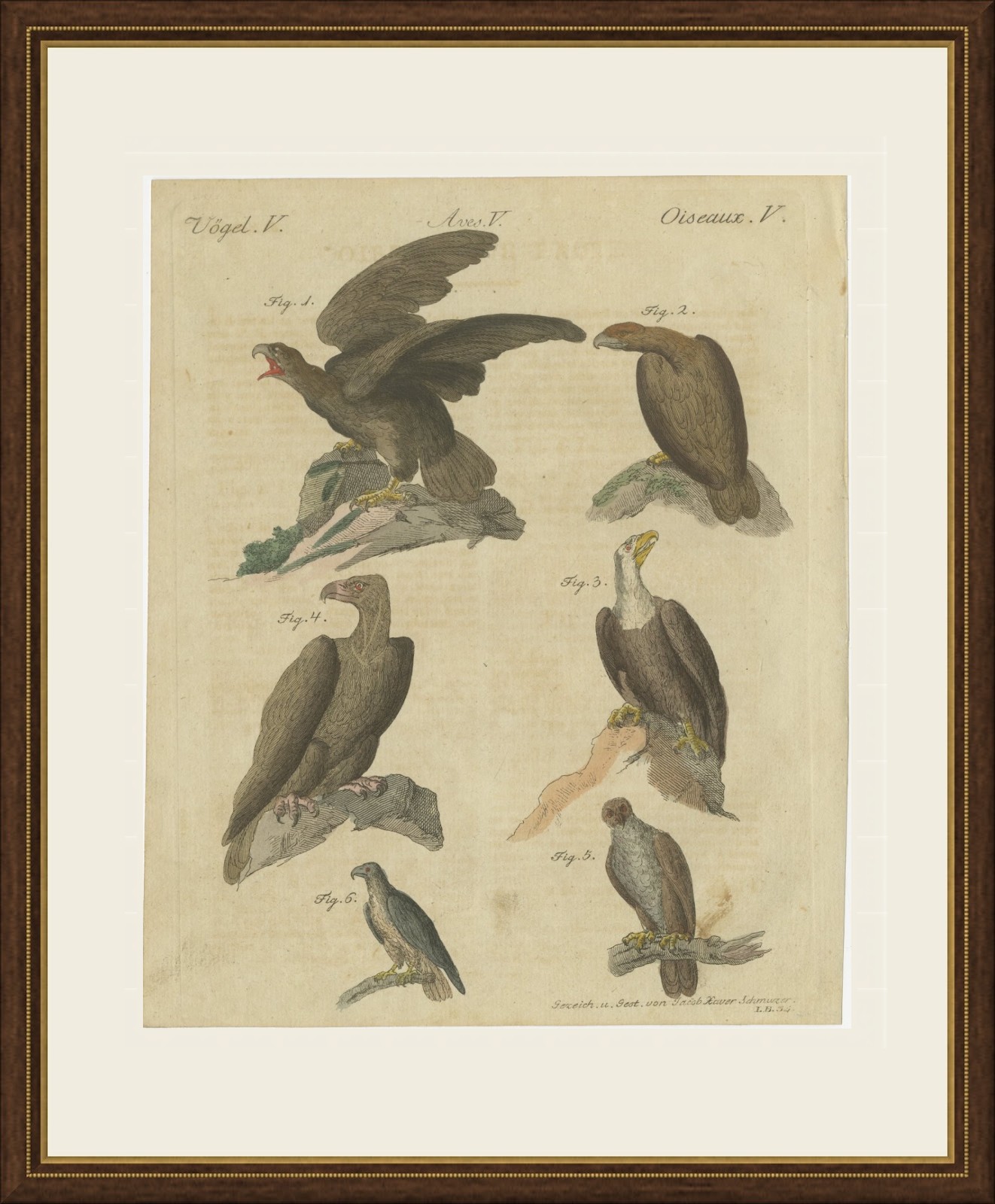 Eagles including the Bald Eagle, Antique Bertuch Print, circa 1805, view 2