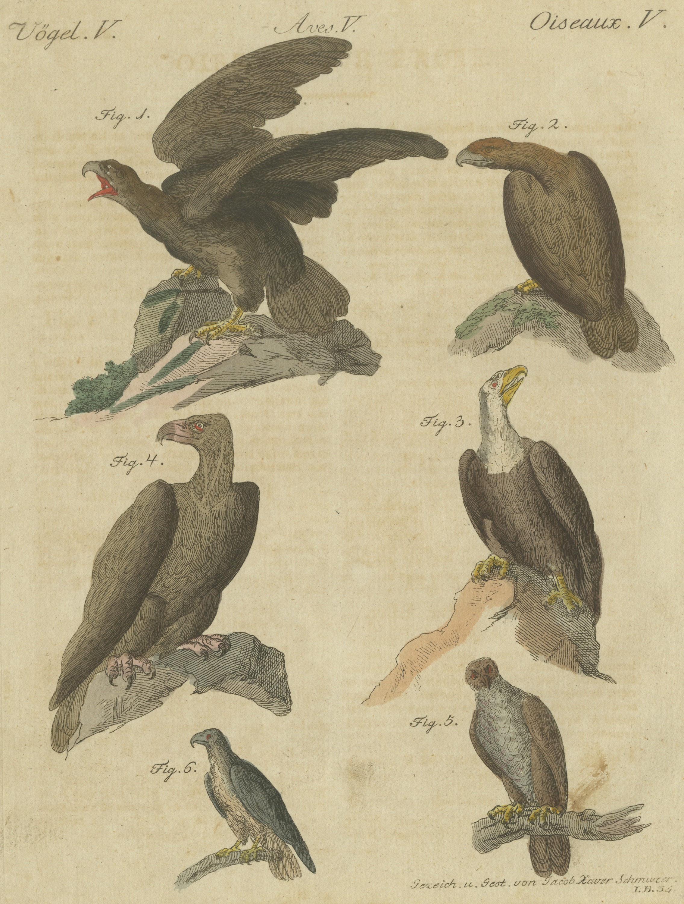 Eagles including the Bald Eagle, Antique Bertuch Print, circa 1805