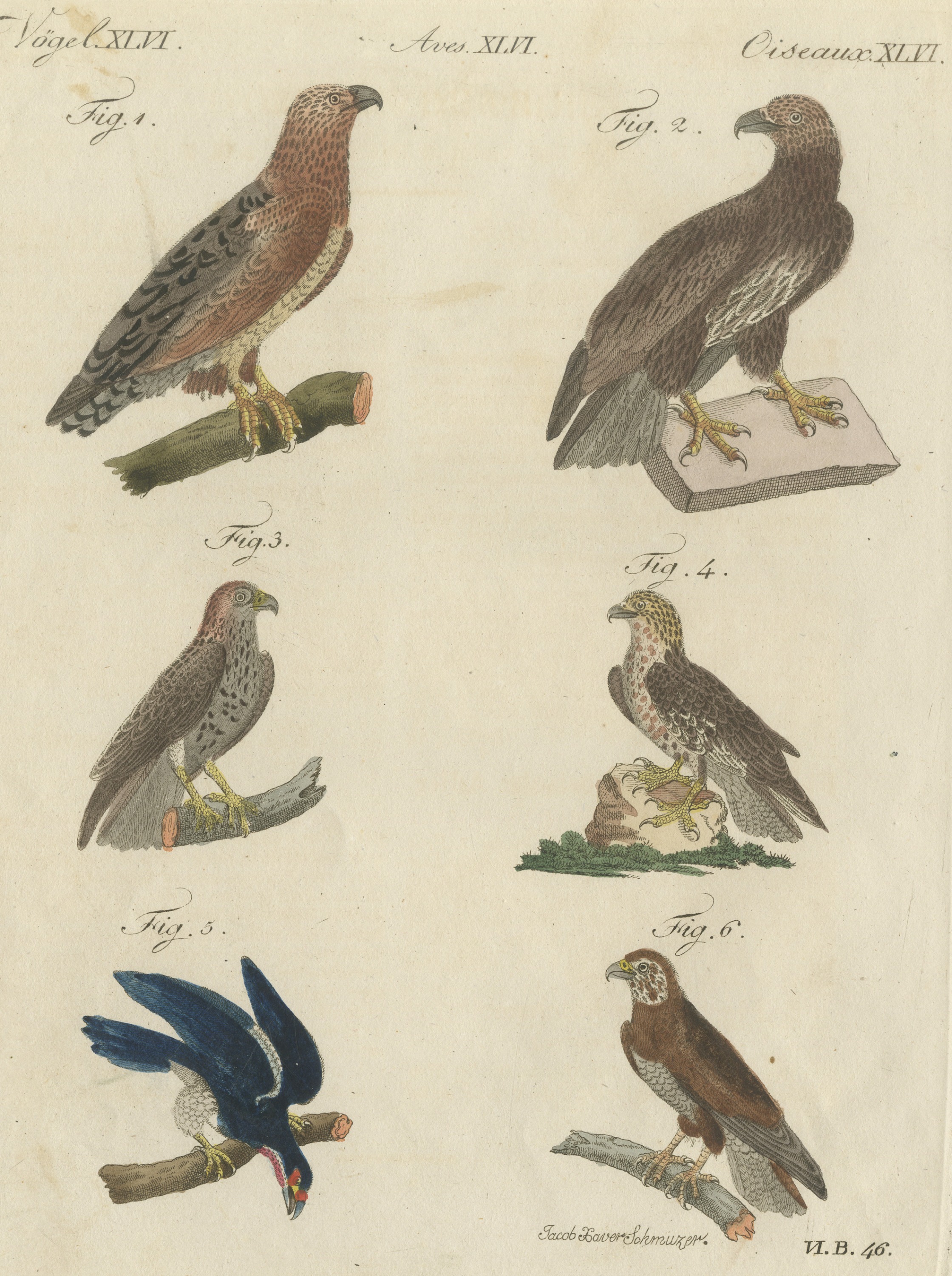 Six Hawks and Buzzards, Birds of Prey, Antique Bertuch Print, circa 1805