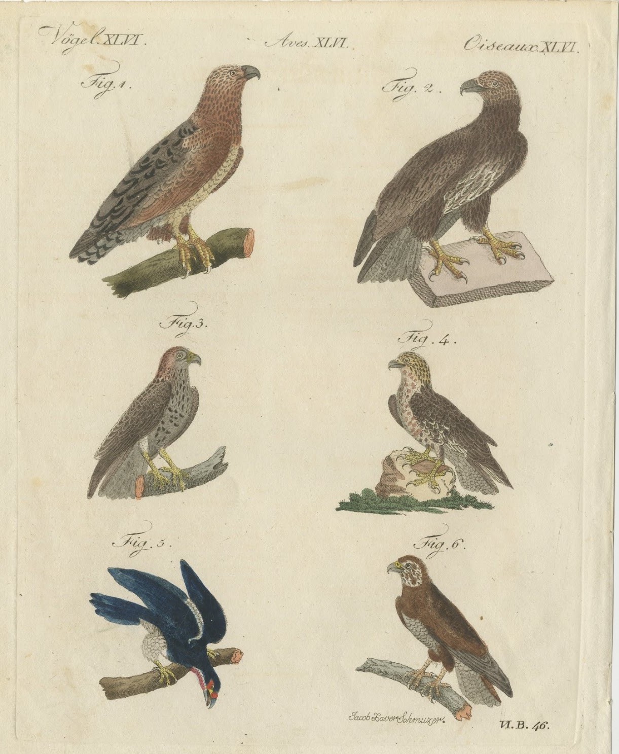 Six Hawks and Buzzards, Birds of Prey, Antique Bertuch Print, circa 1805