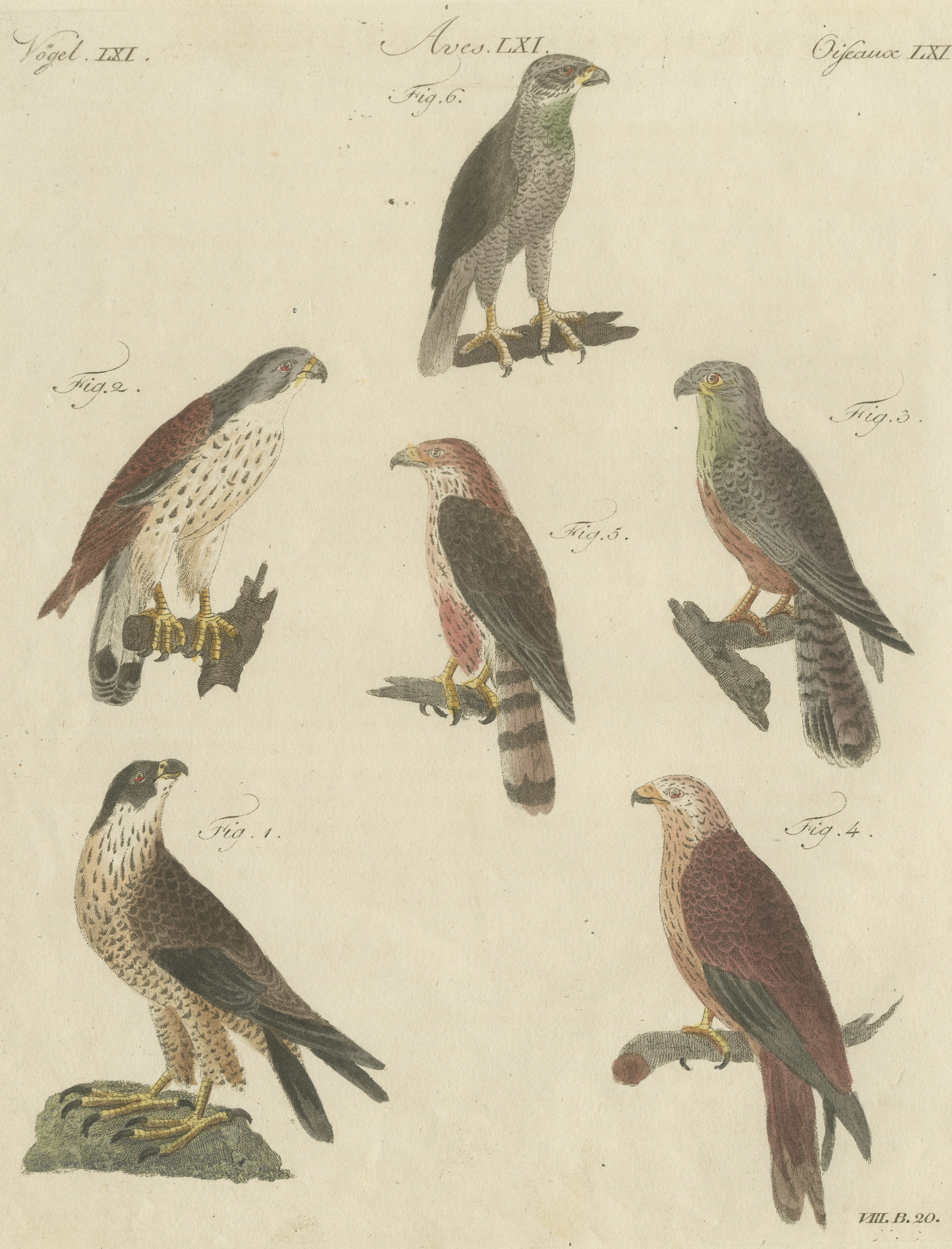 Falcons and Hawks including the Peregrine, Antique Bertuch Print, circa 1805