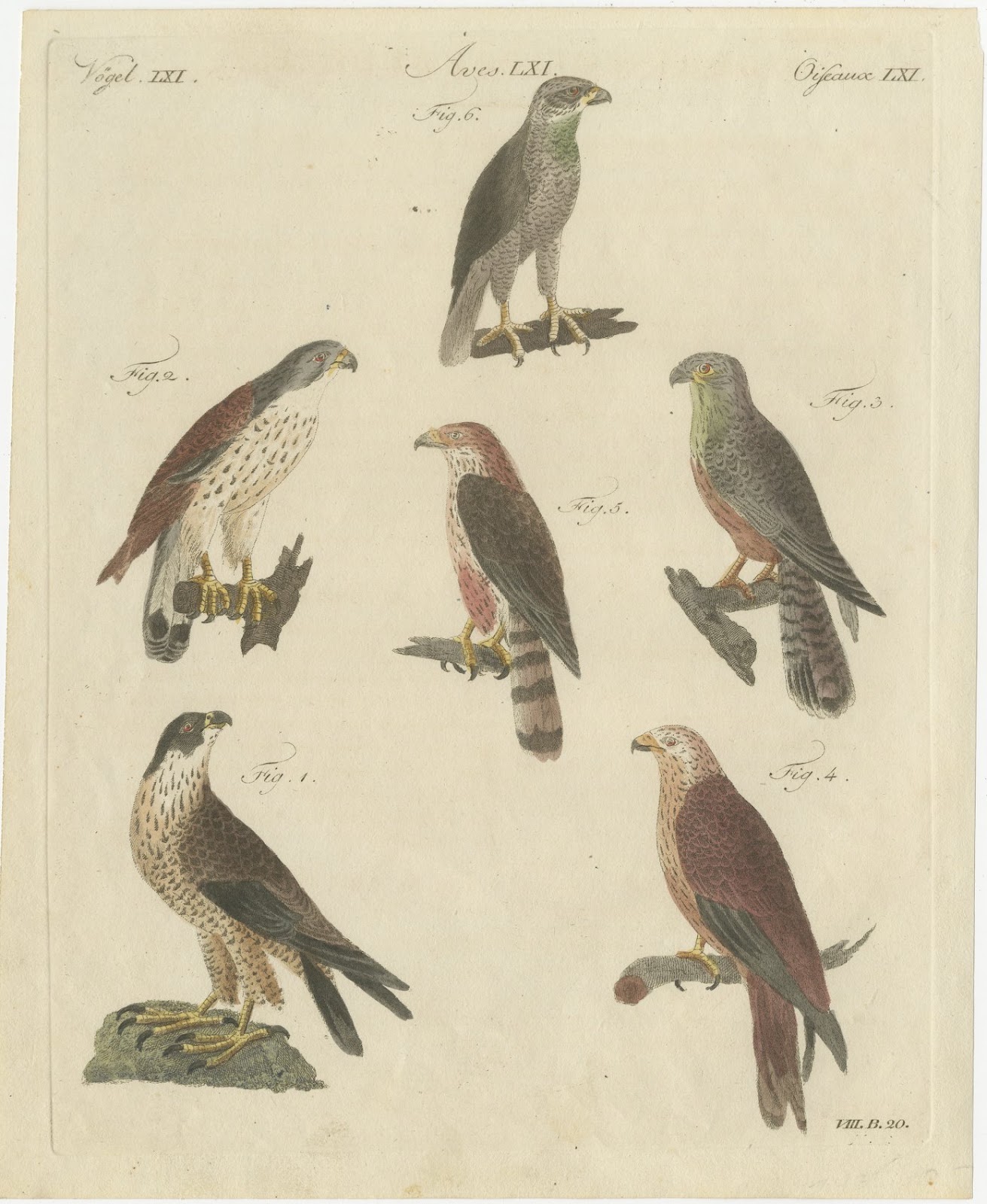 Falcons and Hawks including the Peregrine, Antique Bertuch Print, circa 1805