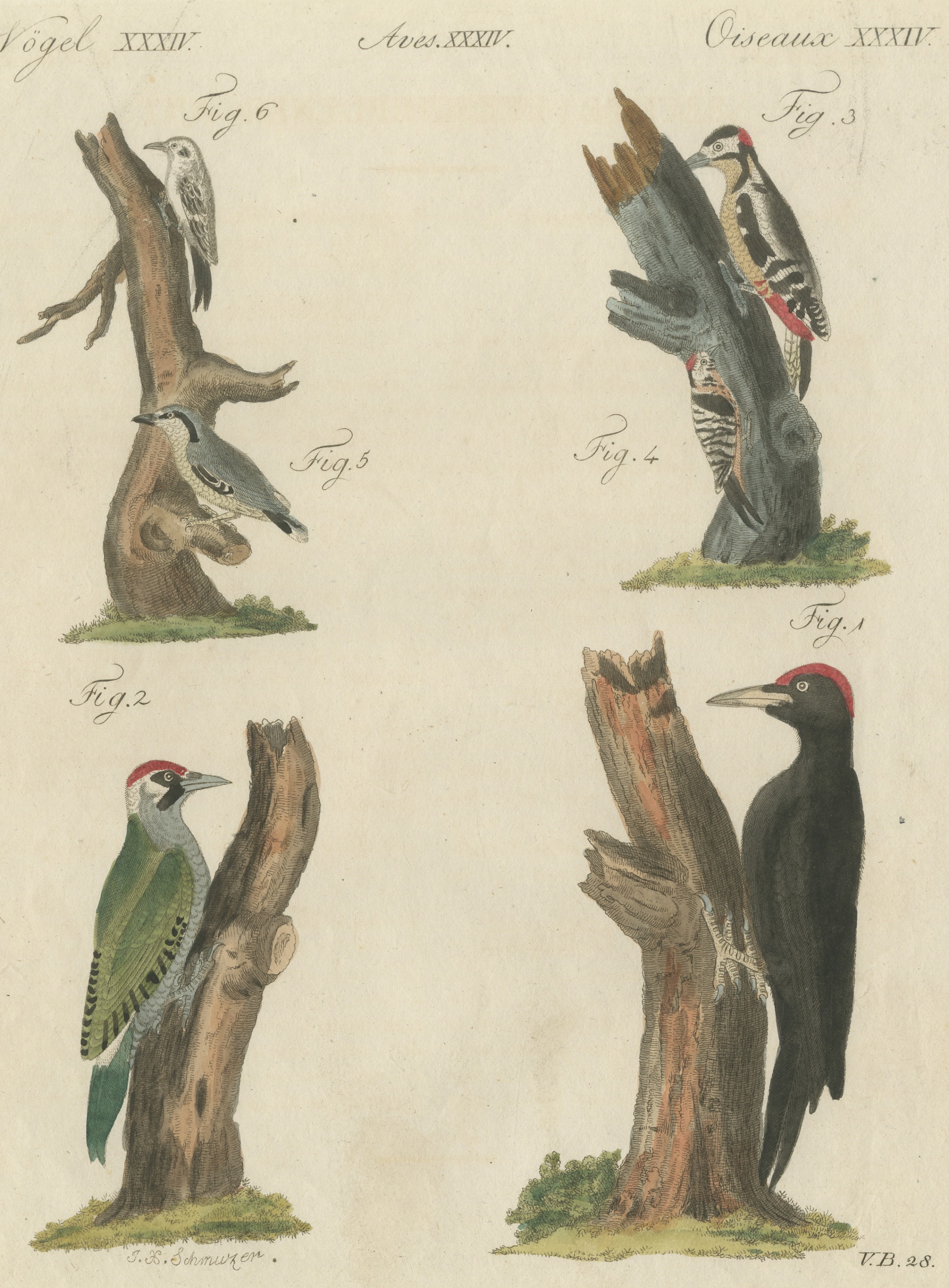 Black and Green Woodpeckers with Nuthatch, Antique Bertuch Print, circa 1805
